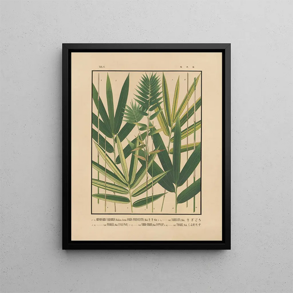 Yasuyoshi Shirasawa - Icones of the bamboos of Japan Nihon chikurui zufu Pl06.webp
