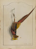 Die Jagd, Der Goldene Rebhuhn - Édouard Travis — Ansicht des Kunstwerks
