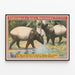 Vintage-Poster von Forepaugh & Sells Brothers mit Asiatischen Tapiren — gerahmtes Bild an der Wand