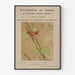 Vintage-Poster Kardinalvogel – Handbuch der Vögel Nordostamerikas