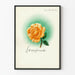 Dekoratives Poster Lebensfreude mit orange-roter Rose und grünem Halo Artem Legrand