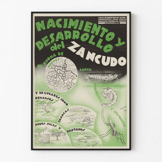 nacimiento-y-desarrollo-del-zancudo
