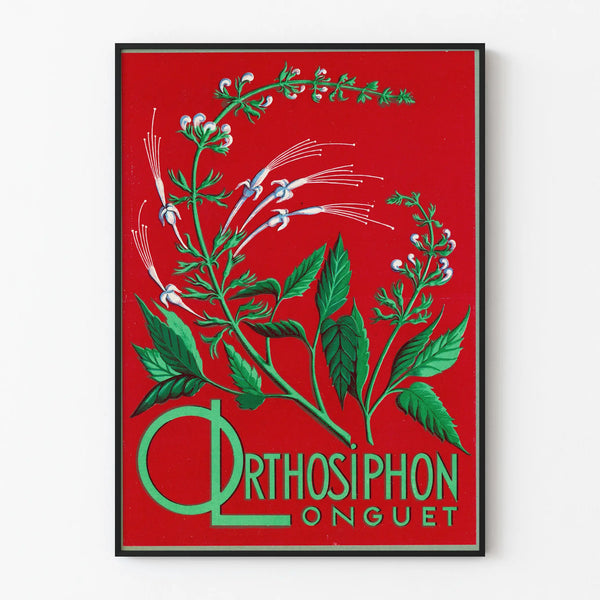 Botanischer Poster Orthosiphon Longuet - Vintage Natur Wanddekoration