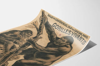 salle-des-conferences-39-bd-des-capucines-paris-gorilles-vivants-exhibition-faite-par-le-jardin-zoologique-de-nice